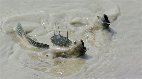blink fish|Mudskippers blink—and that’s a huge evolutionary clue.